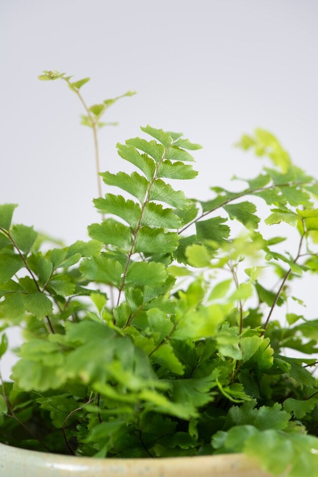 Adiantum hispidulum | rough maidenhair fern Ferns/RHS Gardening