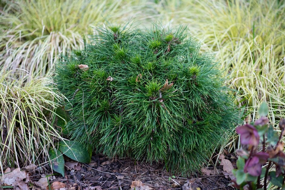 dwarf mountain pine 'Varella'