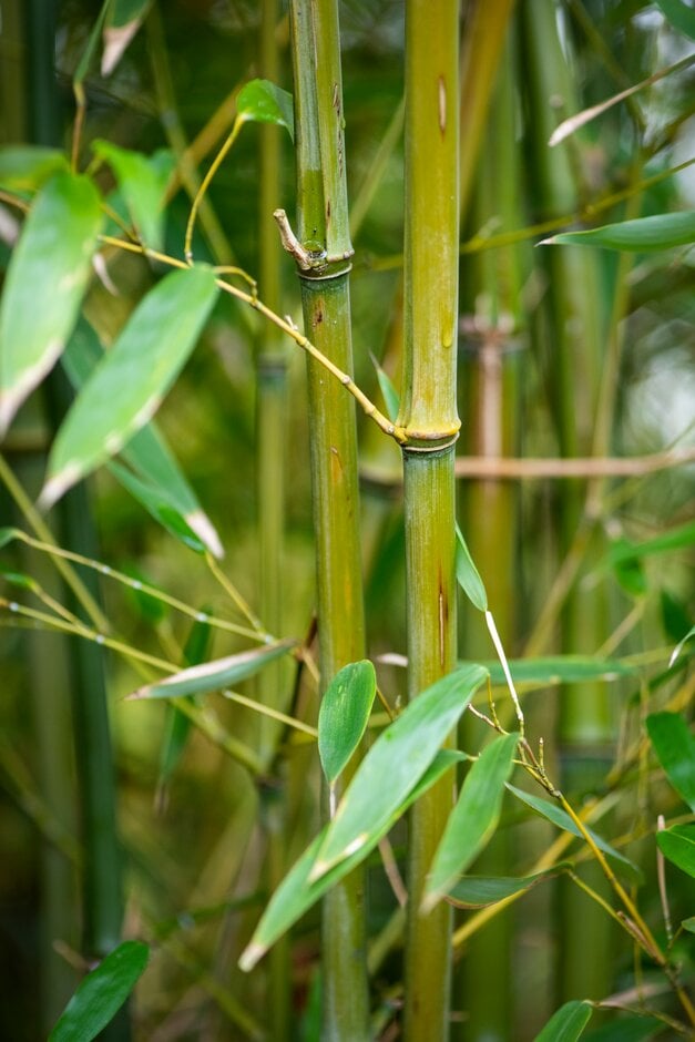 <em>Phyllostachys</em> <em>bissetii</em>
