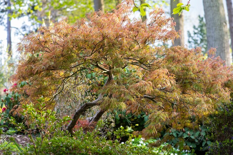 Japanese maple 'Baldsmith'