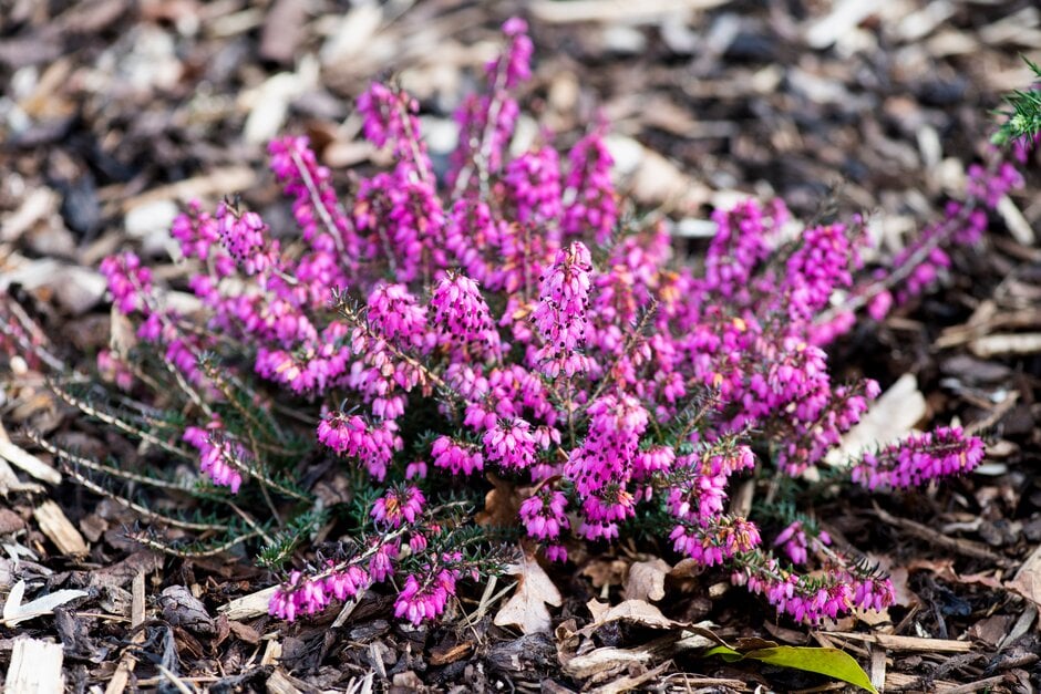 heather 'Eileen Porter'