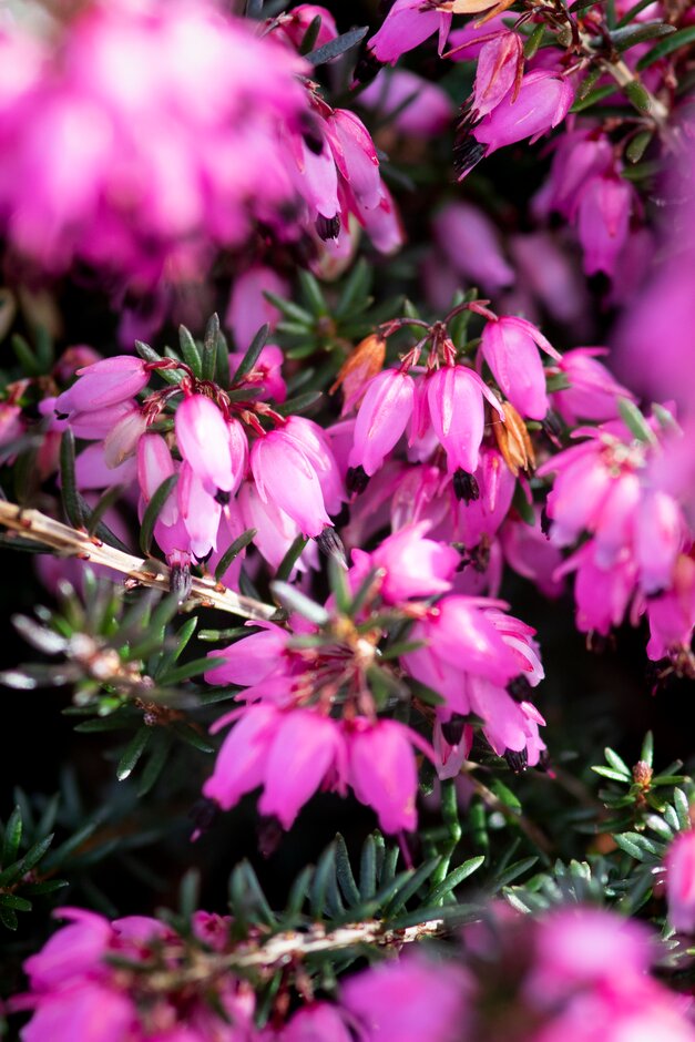 Erica carnea &Eileen Porter& | heather &Eileen Porter& Shrubs/RHS