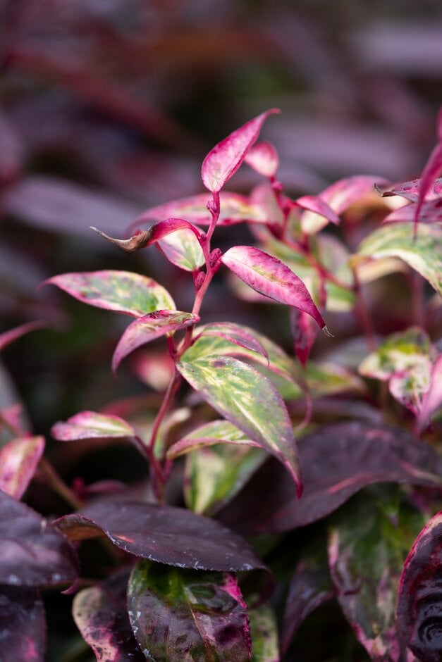 <em>Leucothoe</em> <em>fontanesiana</em> 'Makijaz'<sup>PBR</sup> (v)