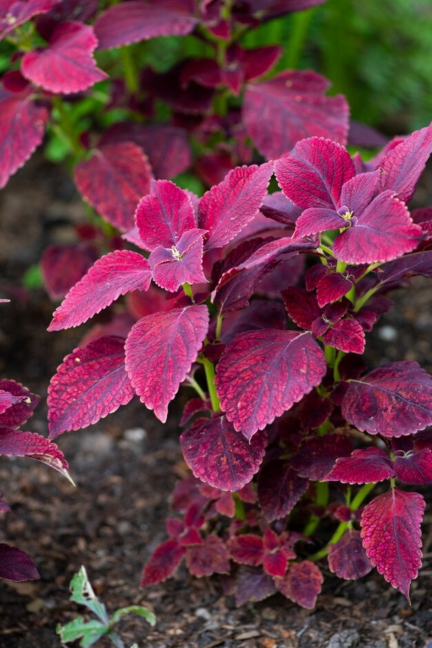 coleus 'Rosie'