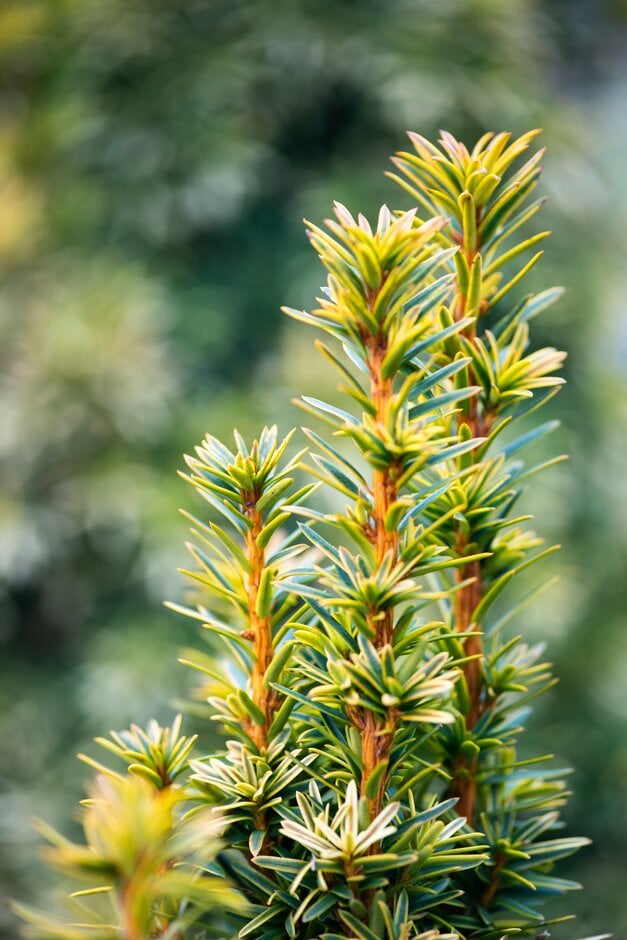 Taxus baccata 'David' (m)|yew 'David'/RHS Gardening