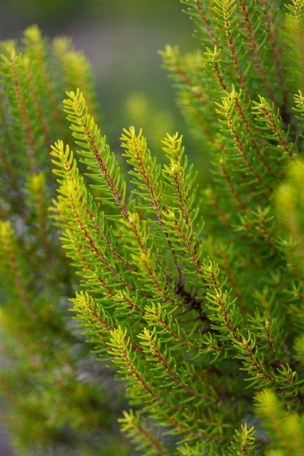 <i>Erica</i> <i>platycodon</i> subsp. <i>maderincola</i> f. <i>aureifolia</i> 'Madeira Gold'