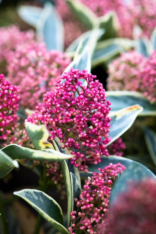 skimmia 'Magic Marlot'
