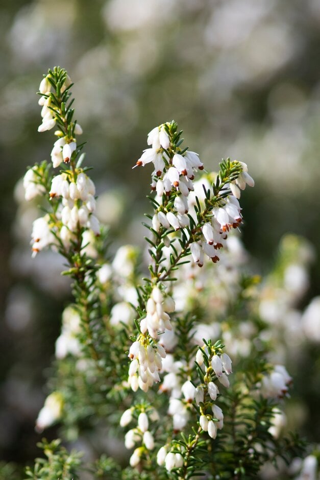 Irish heath 'Hibernica Alba'