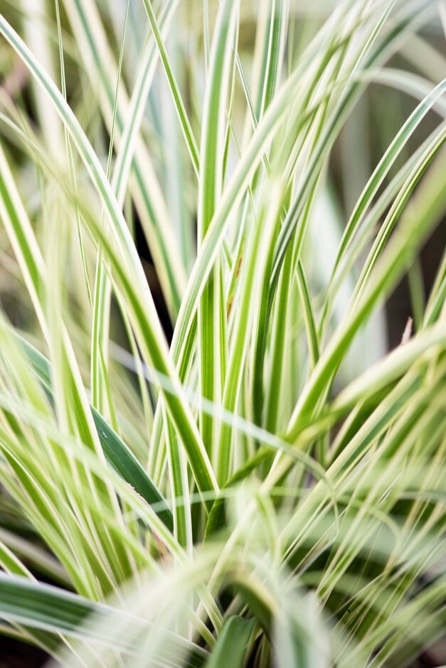 Japanese sedge [Evercream]