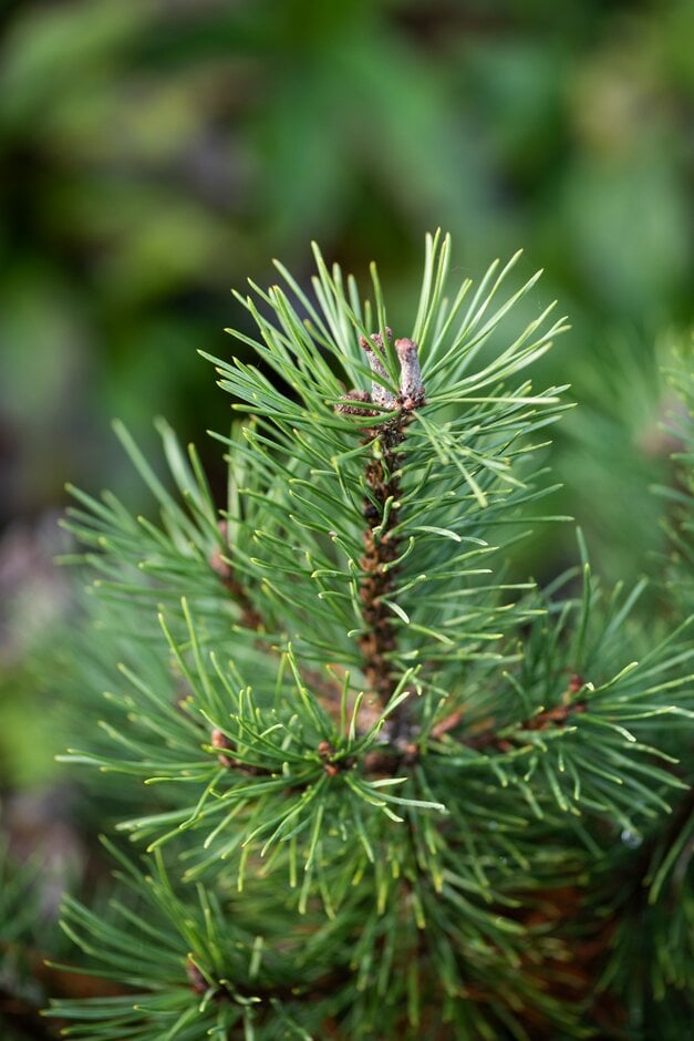 dwarf mountain pine 'Mini Mops'