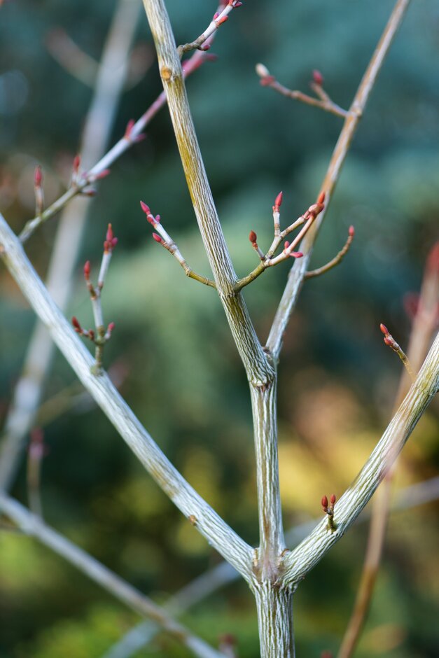 Manchurian striped maple 'Valley Phantom'
