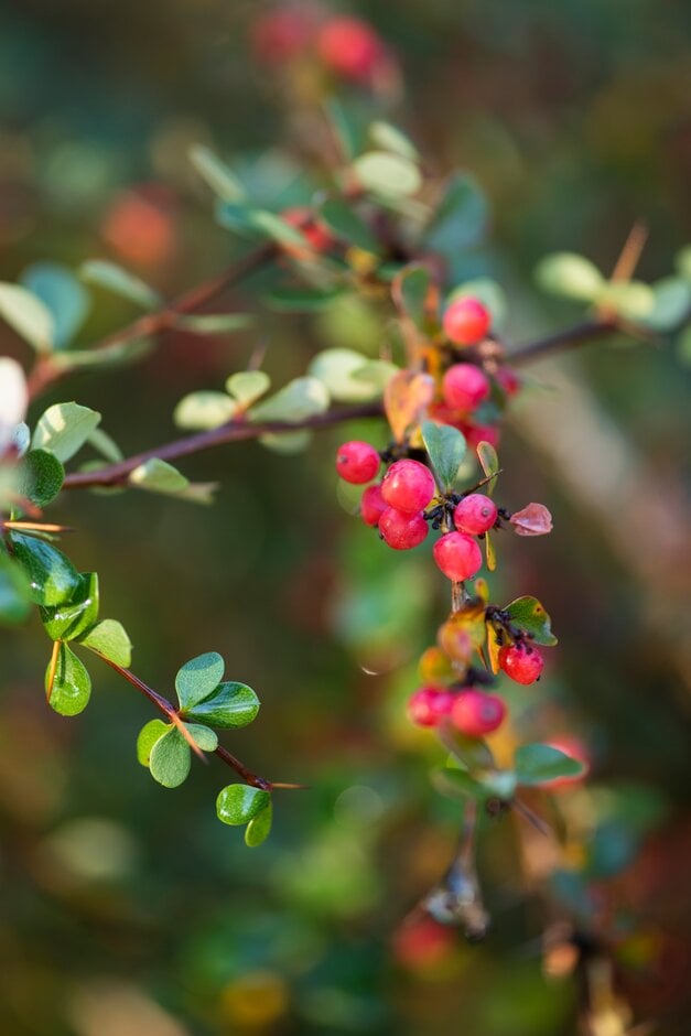 dry-fiery barberry