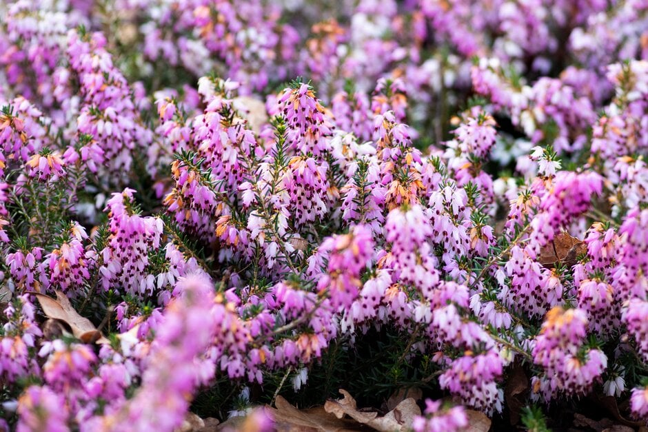heather 'John Pook'