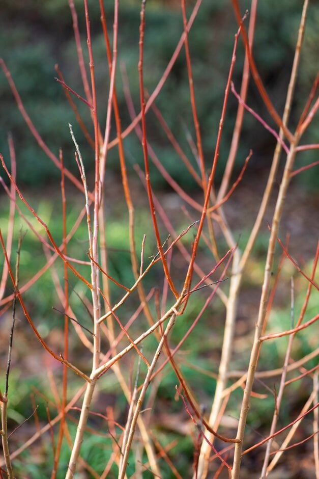 Salix alba 'Flame' | white willow 'Flame' Trees/RHS