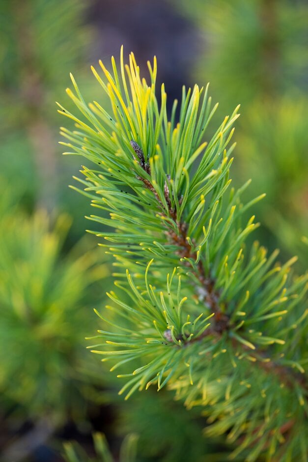 dwarf mountain pine 'Carstens'