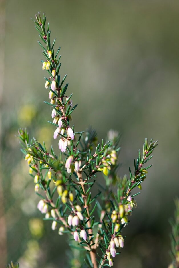 Irish heath 'Rosslare'