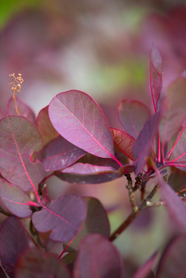 <i>Cotinus</i> 'Elodie'
