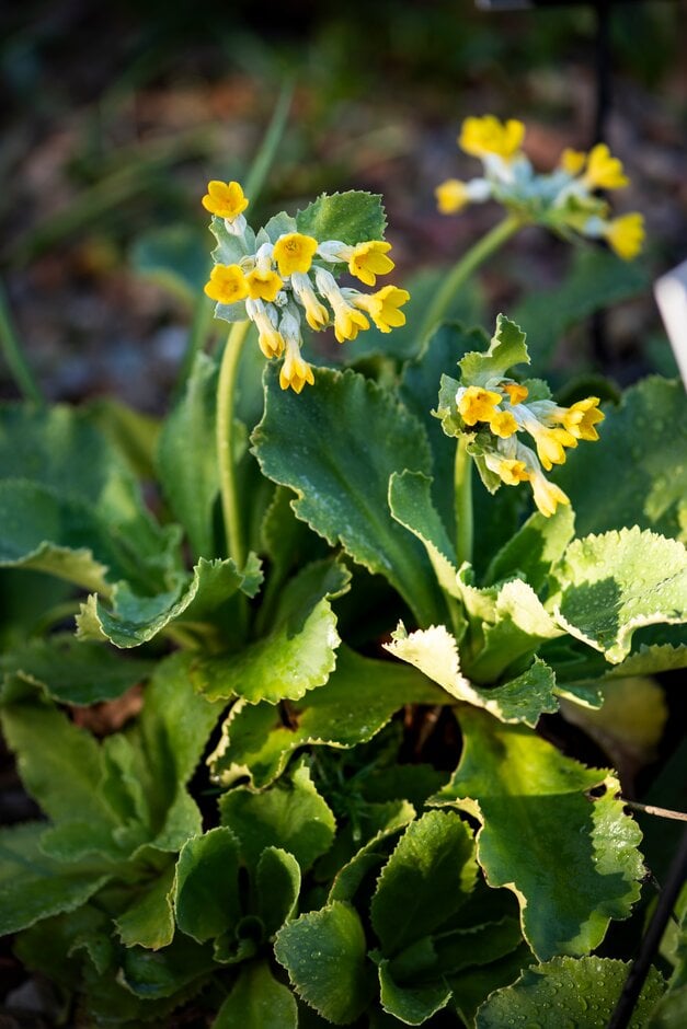 Palinuro auricula