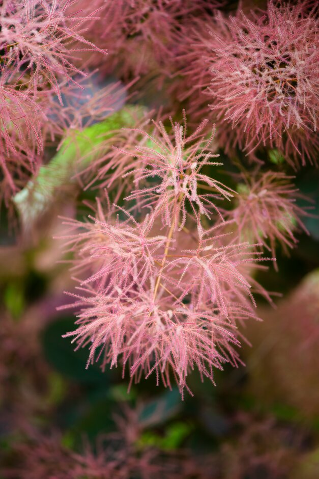 <i>Cotinus</i> 'Wendy'