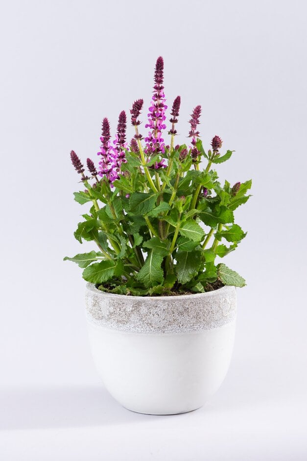wood sage 'Rose Marvel'