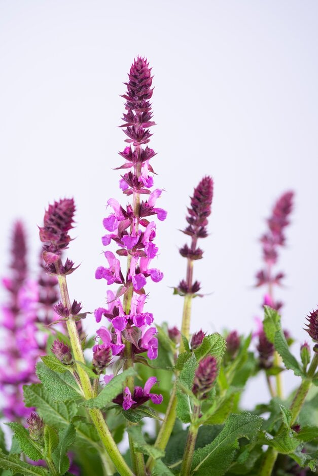 wood sage 'Rose Marvel'