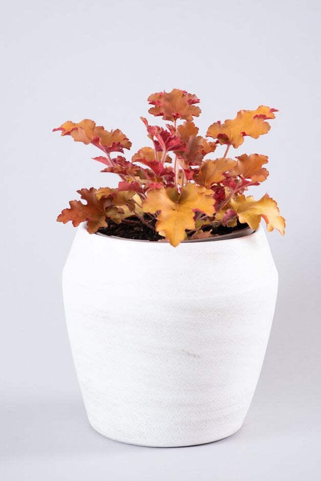 alum root [Orangeberry]