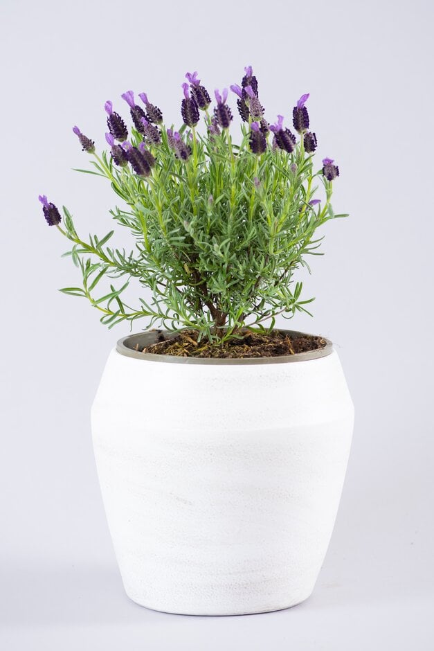 French lavender 'Night of Passion'
