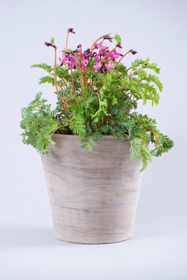 <em>Dicentra</em> 'Pink Diamonds'
