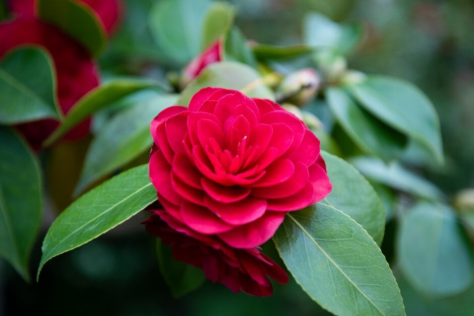 camellia 'Eximia'