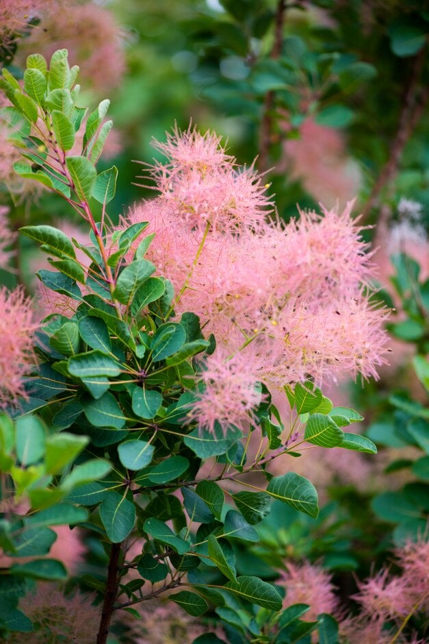 smoke tree [Smokey Joe]