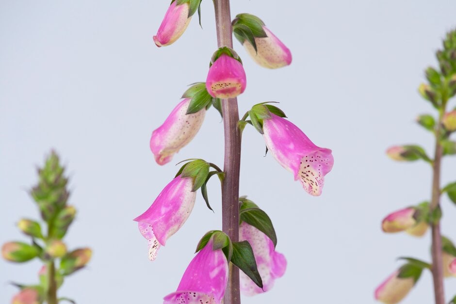 foxglove 'Panther'