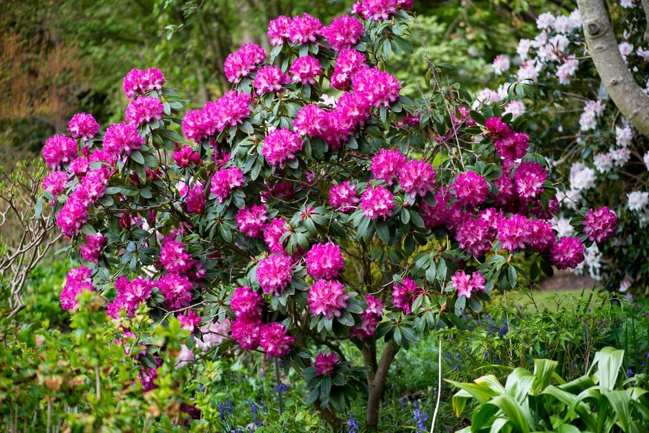 rhododendron 'Elsie Watson'