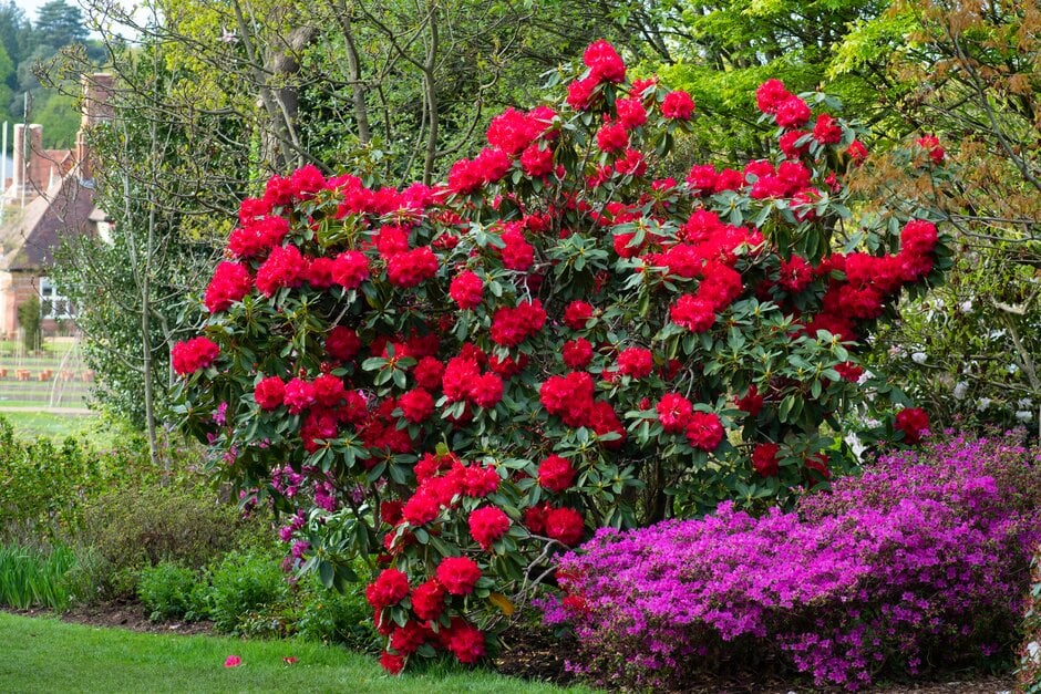 rhododendron 'Markeeta's Prize'