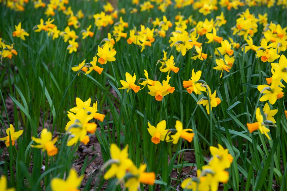 daffodil 'Andalusia'