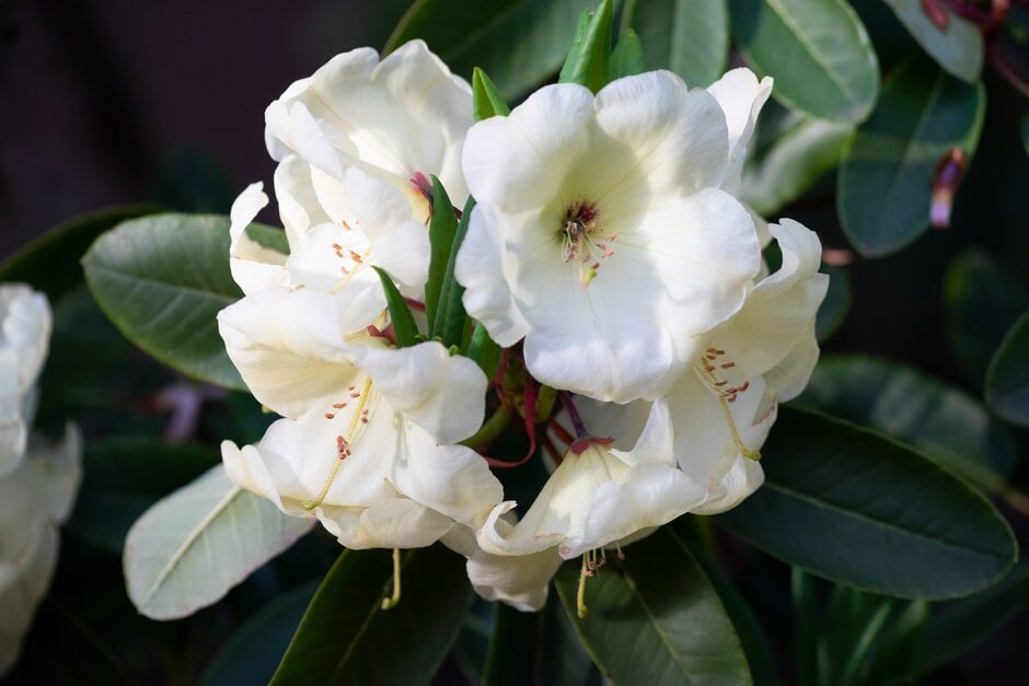 <i>Rhododendron</i> 'Jancio'