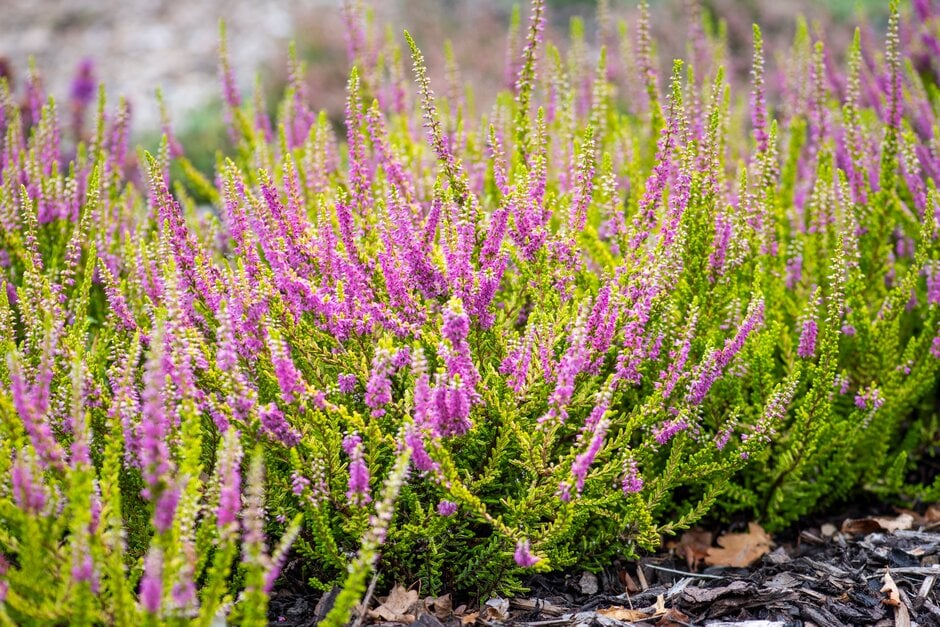 Calluna vulgaris &Highland Rose& heather &Highland Rose& Shrubs/RHS