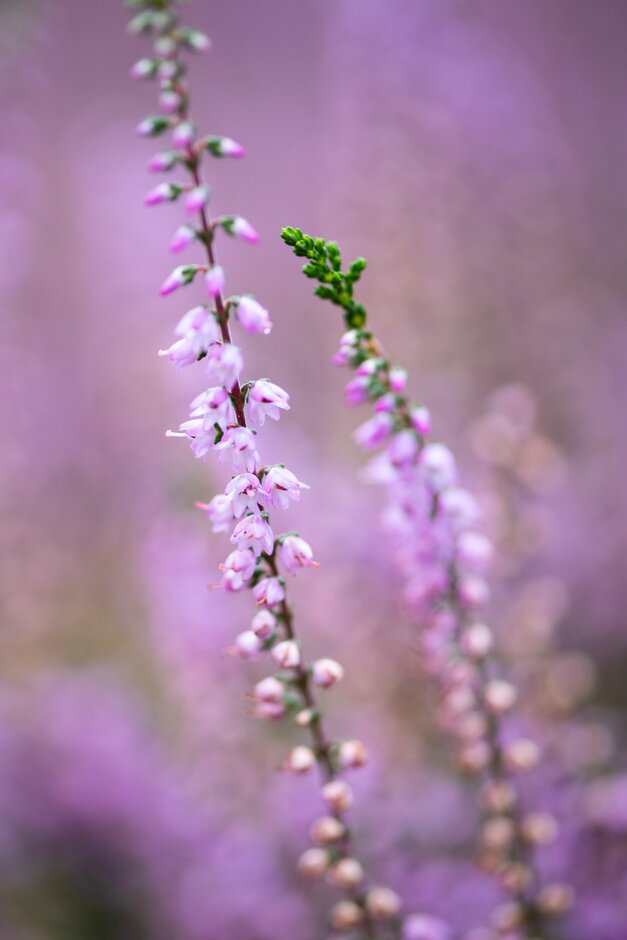 heather 'L'Ancresse'