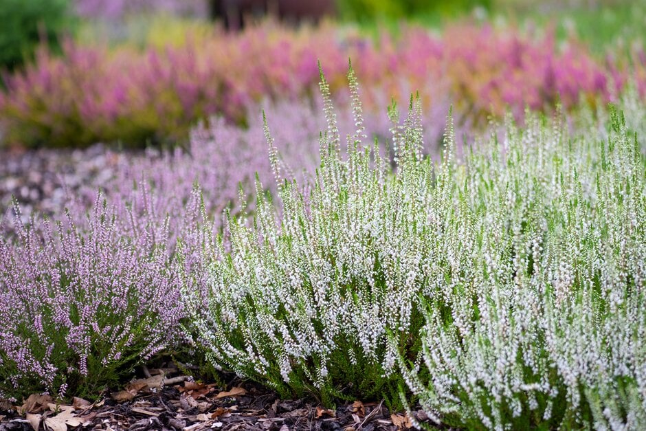 heather 'Kirby White'