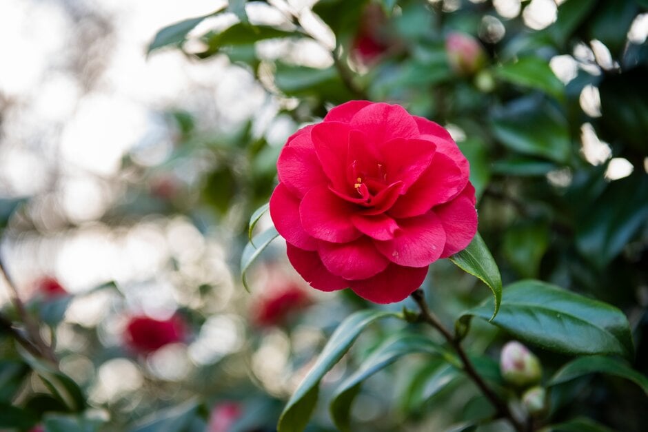 camellia 'Ace of Hearts'