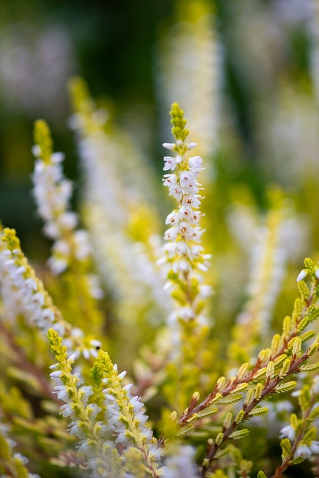 heather 'Gold Spronk'