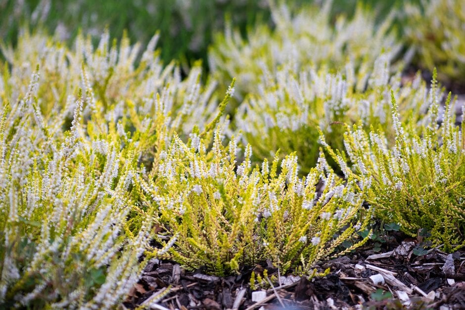 heather 'Gold Spronk'