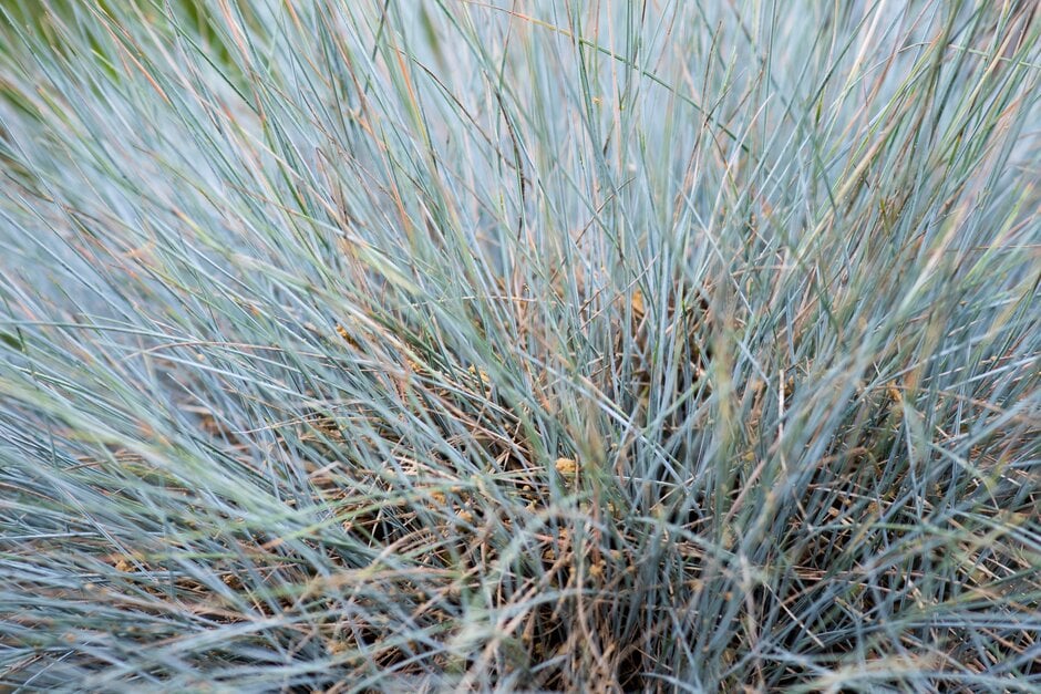 Festuca glauca &Elijah Blue& blue fescue &Elijah Blue& Grass Like/RHS