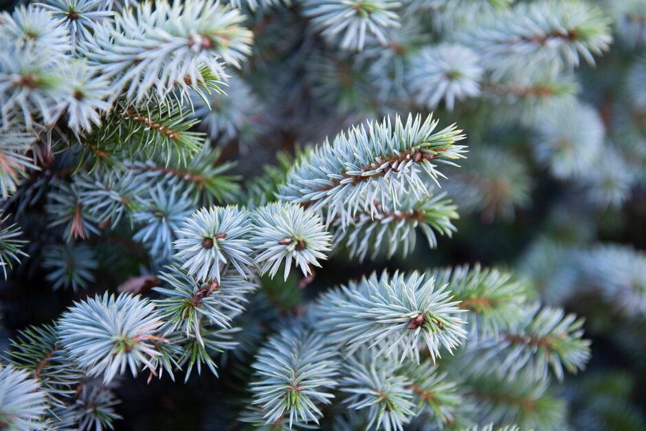 Picea sitchensis 'Tenas' | Sitka spruce 'Tenas' Shrubs/RHS