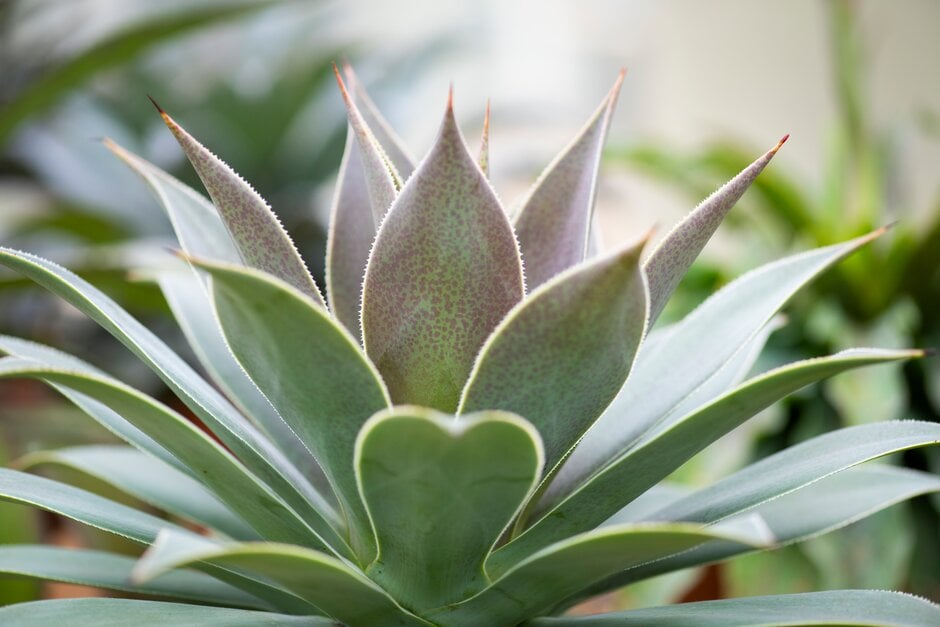 agave 'Lavender Lady'