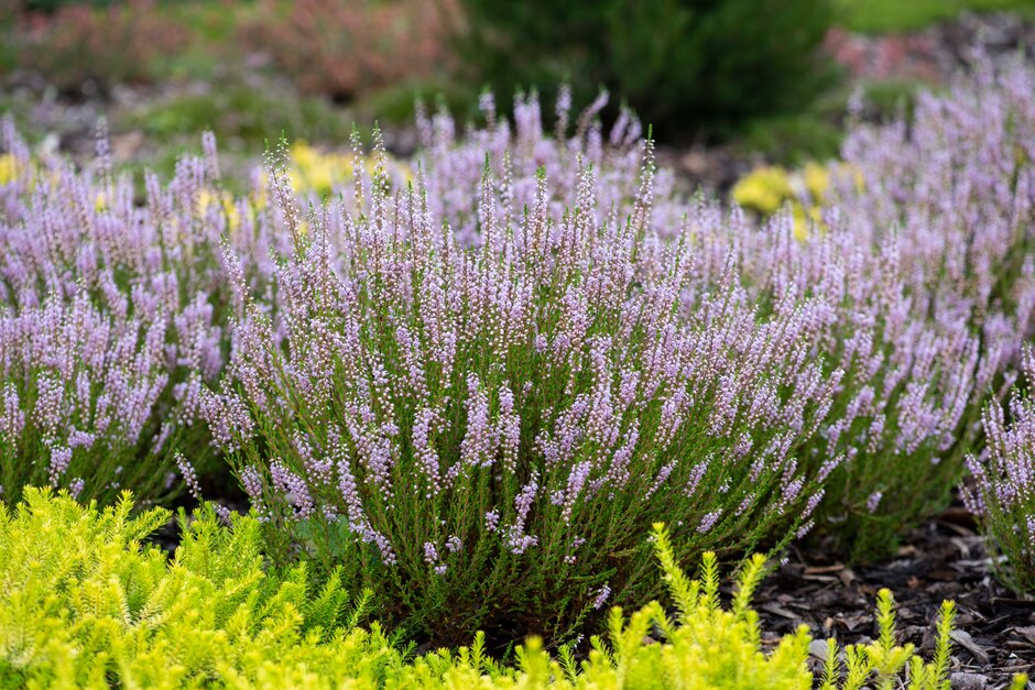 heather 'Dunwood'