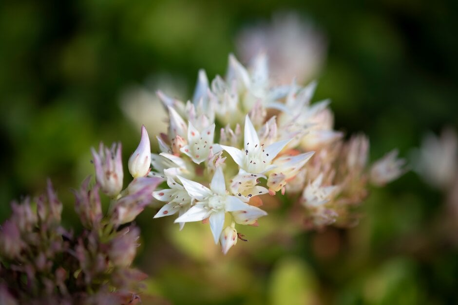stolon stonecrop