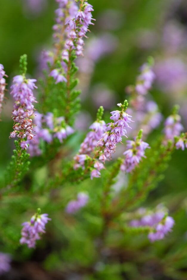heather 'Argentea'