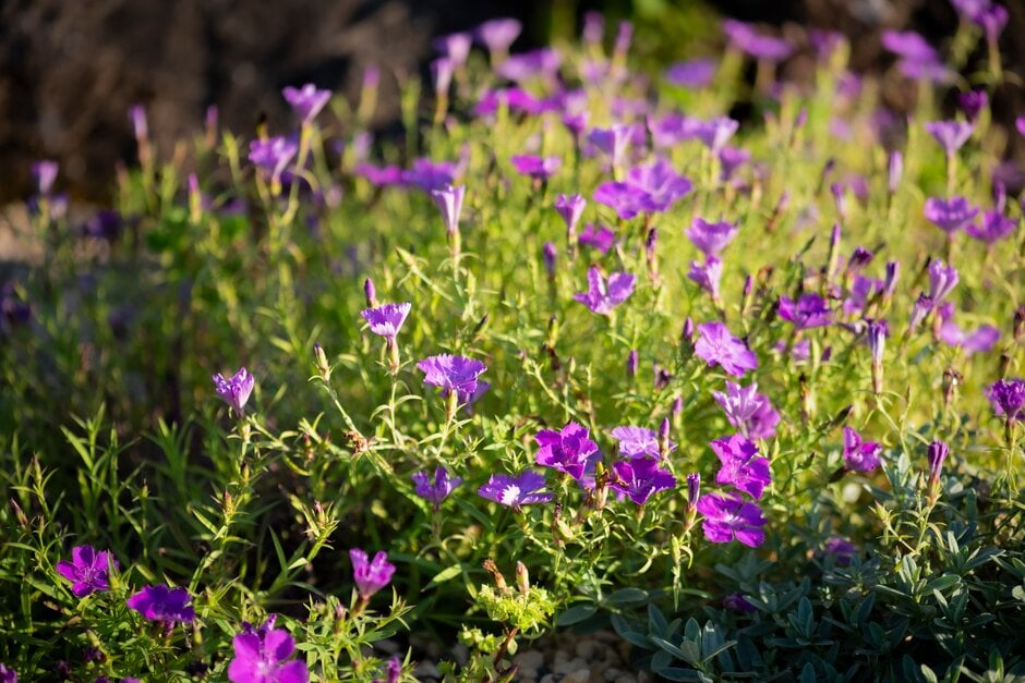 pink 'Siberian Blue'
