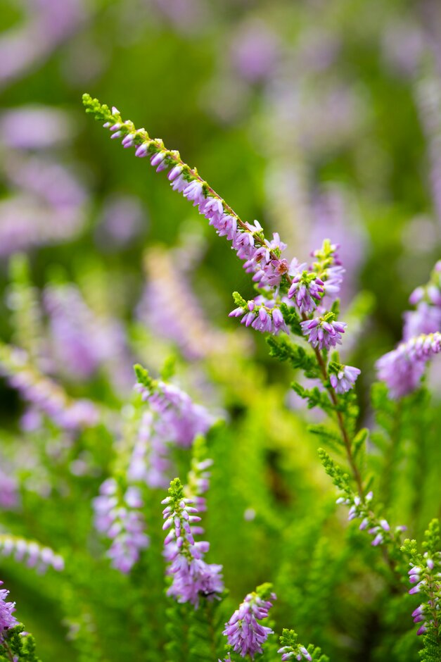 heather 'Bunsall'