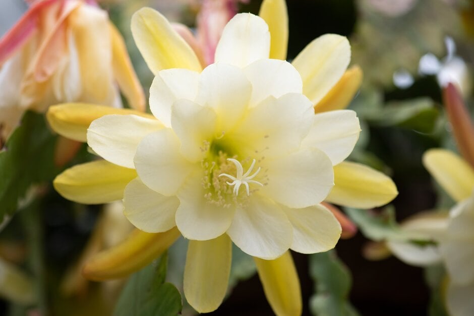 orchid cactus 'Celestial Snow'